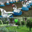 клумбы.jpg - Газета Волоколамский край