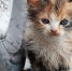 Котенок, который упал с крыши, нашел хозяев в Волоколамске - Regions.Ru
