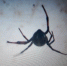 С «ложной вдовой» столкнулась волоколамка в подъезде своего дома - Regions.Ru