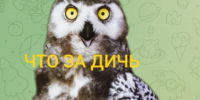 Волоколамские киперы представили забавные стикеры с питомцами - Regions.Ru