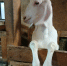 🐐Реабилитация через анималотерапию: опыт поездки на ферму🐐 - Волоколамский центр социального обслуживания