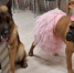 🐶 Встреча с нашими четвероногими друзьями в социальном центре «Волоколамский» стала ярким событием! 🐾 Собачки, которые присутствовали на этом мероприятии, действительно покорили сердца всех участников. Их ум, преданность и радость передаются через каждый взгляд и мимическое выражение. - Волоколамский центр социального обслуживания